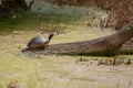 Smiling Florida red-bellied cooter sunning on a log Royalty Free Stock Photo