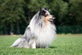 blue merle with black drops shetland sheepdog, sheltie sitting with funny expression