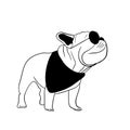 Smiling french bulldog in black glasses Royalty Free Stock Photo