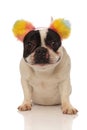 Smiling french bulldog with ear headband looking at camera