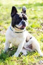 Smiling French Bulldog enjoying