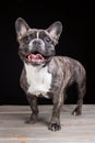 Smiling French bulldog of tiger color on black Royalty Free Stock Photo