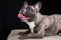 Smiling French bulldog of tiger color on black Royalty Free Stock Photo