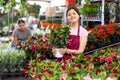 Asian female florist showing blooming Mandevilla vine in pot at flower market