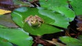 Smiling frog is sitting on the green lilies leaf