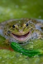 Smiling Frog in water. One common frog with open mouth in vegetated areas. Pelophylax lessonae Royalty Free Stock Photo