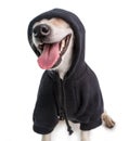 Smiling funny gangster dog in black hoodie jumper. White background