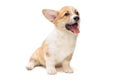 Smiling funny Pembroke Corgi puppy