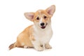 Smiling funny Pembroke Corgi puppy