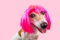 Smiling funny pinky dog face in wig bob with fringe