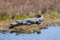 Smiling Gator Royalty Free Stock Photo