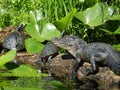 Smiling gator Royalty Free Stock Photo