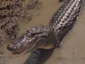 Smiling gator Royalty Free Stock Photo