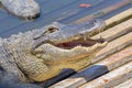 Smiling Gator In The Sun Royalty Free Stock Photo