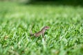 Smiling gecko Royalty Free Stock Photo