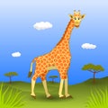 Smiling giraffe walking in savannah Royalty Free Stock Photo