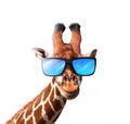 Smiling giraffe wearing a blue sunglasses