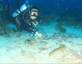 Diver pointing tiger sea cucumber Royalty Free Stock Photo