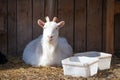 Smiling goat