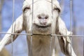 Smiling Goat Royalty Free Stock Photo