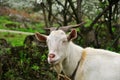 Smiling Goat