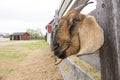 This Smiling Goat Appears Happy With His Rural Home