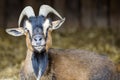 Smiling goat in the zoo