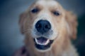 Smiling Golden Retriever Dog Eyes Close Up Focus Portrait White Teeth