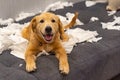 Smiling golden retriever dog playing white tissue paper at home Royalty Free Stock Photo