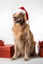 Smiling Golden retriever dog in Santa Claus Christmas red hat near the gift boxes on white background Royalty Free Stock Photo