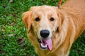 Smiling golden retriever dog