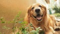 Smiling Golden retriver Royalty Free Stock Photo