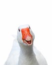 Smiling goose