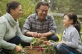 Smiling grandparents and granddaughter in garden picking vegetables