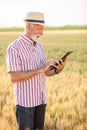 Smiling gray haired agronomist or farmer using a tablet in wheat field