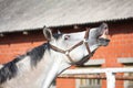 Smiling gray horse