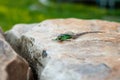 Smiling green lizard on the stone. Toothless lizard smile Royalty Free Stock Photo