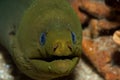 Smiling Green Moray Eel