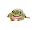 Smiling green tree frog Royalty Free Stock Photo