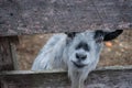 Smiling grey goat looking through fence Royalty Free Stock Photo