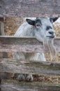 Smiling grey goat looking through wood fence 2