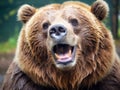 Smiling Grizzly Bear (captive setting)