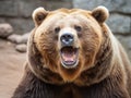 Smiling Grizzly Bear (captive setting)