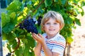 Smiling happy blond kid boy eating ripe blue grapes on grapevine background. Child helping with harvest. Germany Royalty Free Stock Photo