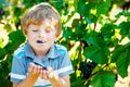 Smiling happy blond kid boy eating ripe blue grapes on grapevine background. Child helping with harvest. Spain or Royalty Free Stock Photo
