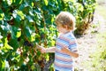 Smiling happy blond kid boy picking ripe blue grapes on grapevine. Child helping with harvest. amous vineyard near Mosel