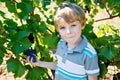 Smiling happy blond kid boy picking ripe blue grapes on grapevine. Child helping with harvest. amous vineyard near Mosel Royalty Free Stock Photo