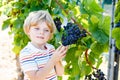 Smiling happy blond kid boy picking ripe blue grapes on grapevine. Child helping with harvest. amous vineyard near Mosel Royalty Free Stock Photo