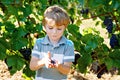 Smiling happy blond kid boy picking ripe blue grapes on grapevine. Child helping with harvest. amous vineyard near Mosel Royalty Free Stock Photo