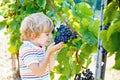 Smiling happy blond kid boy picking ripe blue grapes on grapevine. Child helping with harvest. amous vineyard near Mosel Royalty Free Stock Photo